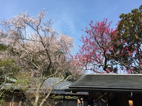 東慶寺　彼岸桜とヒモモ.jpg